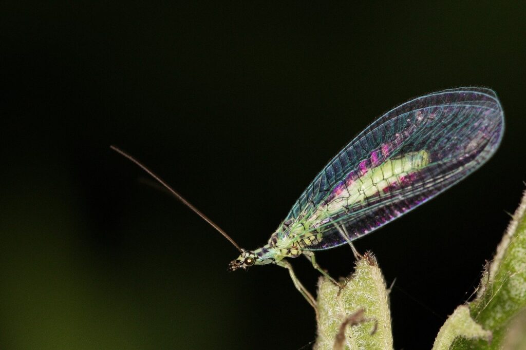 Lacewings