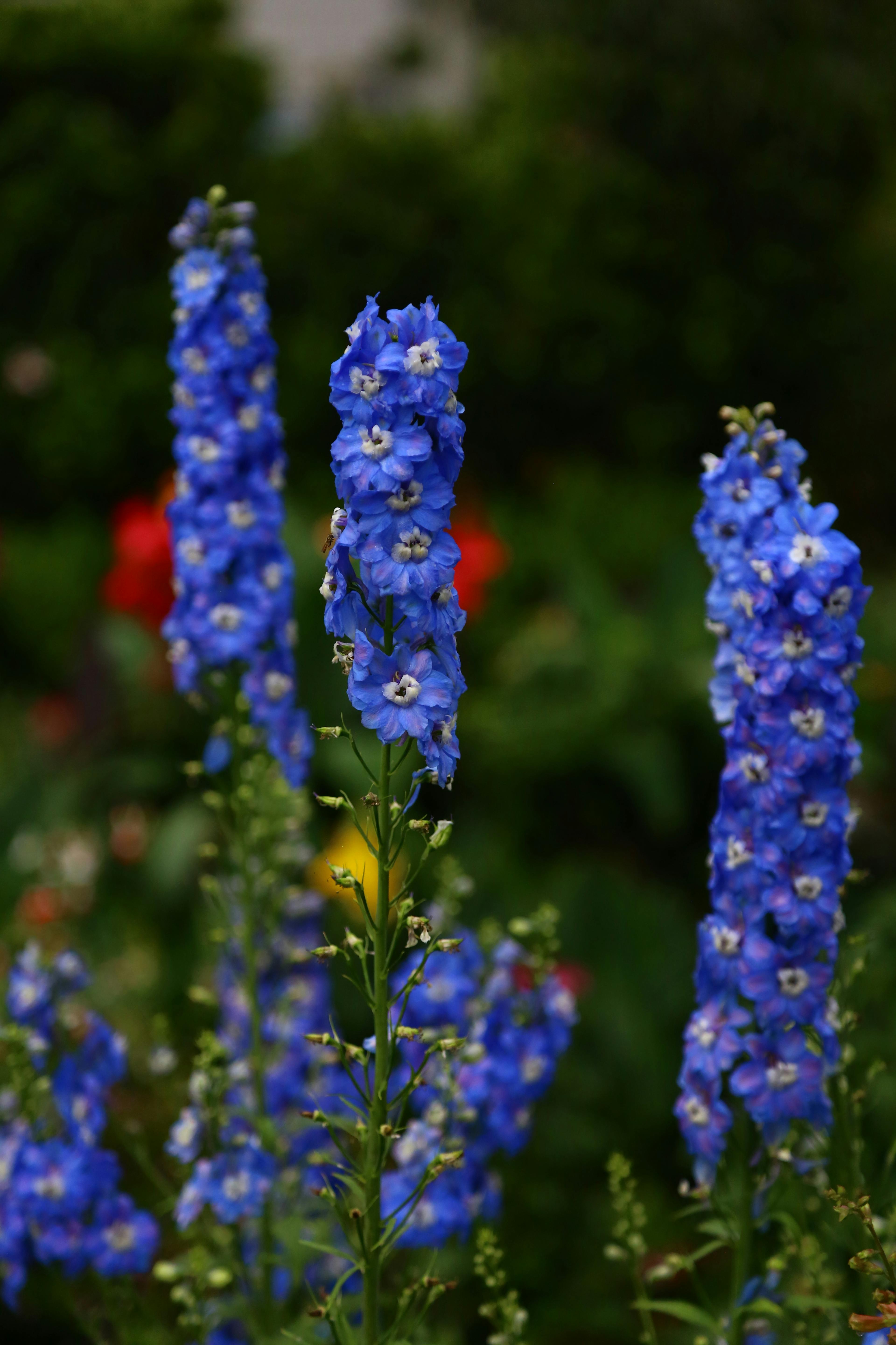 Larkspur