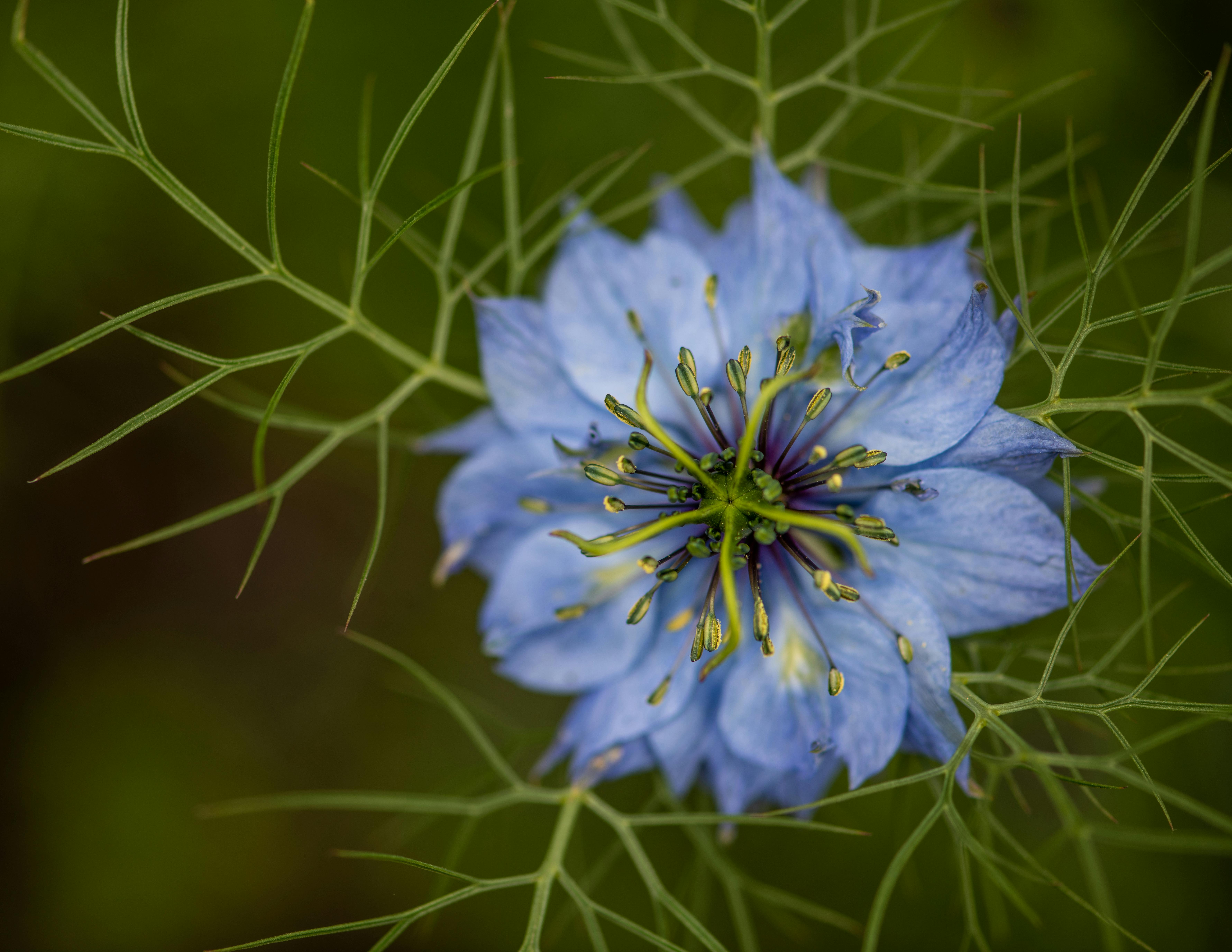 Nigella