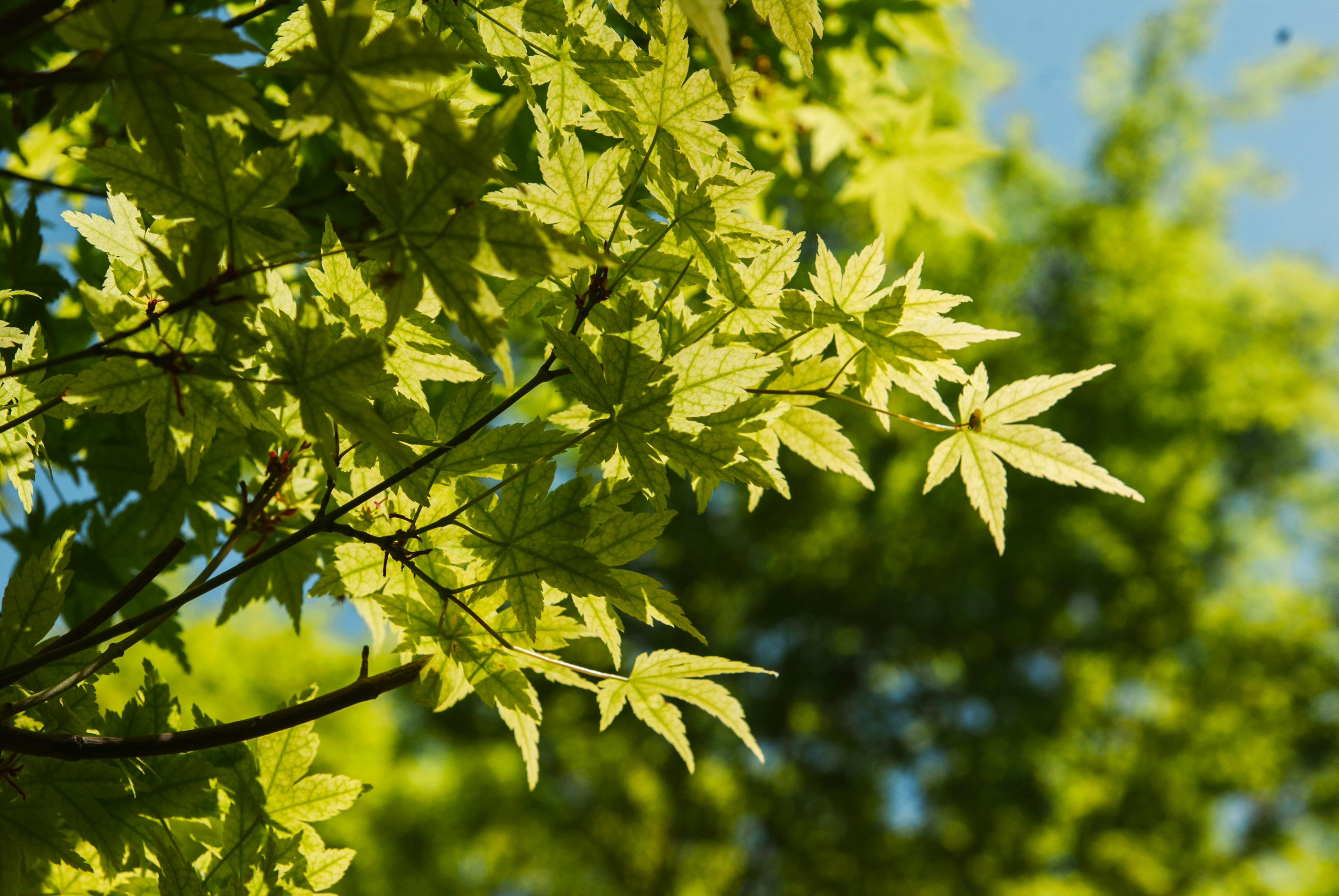 Norway Maple