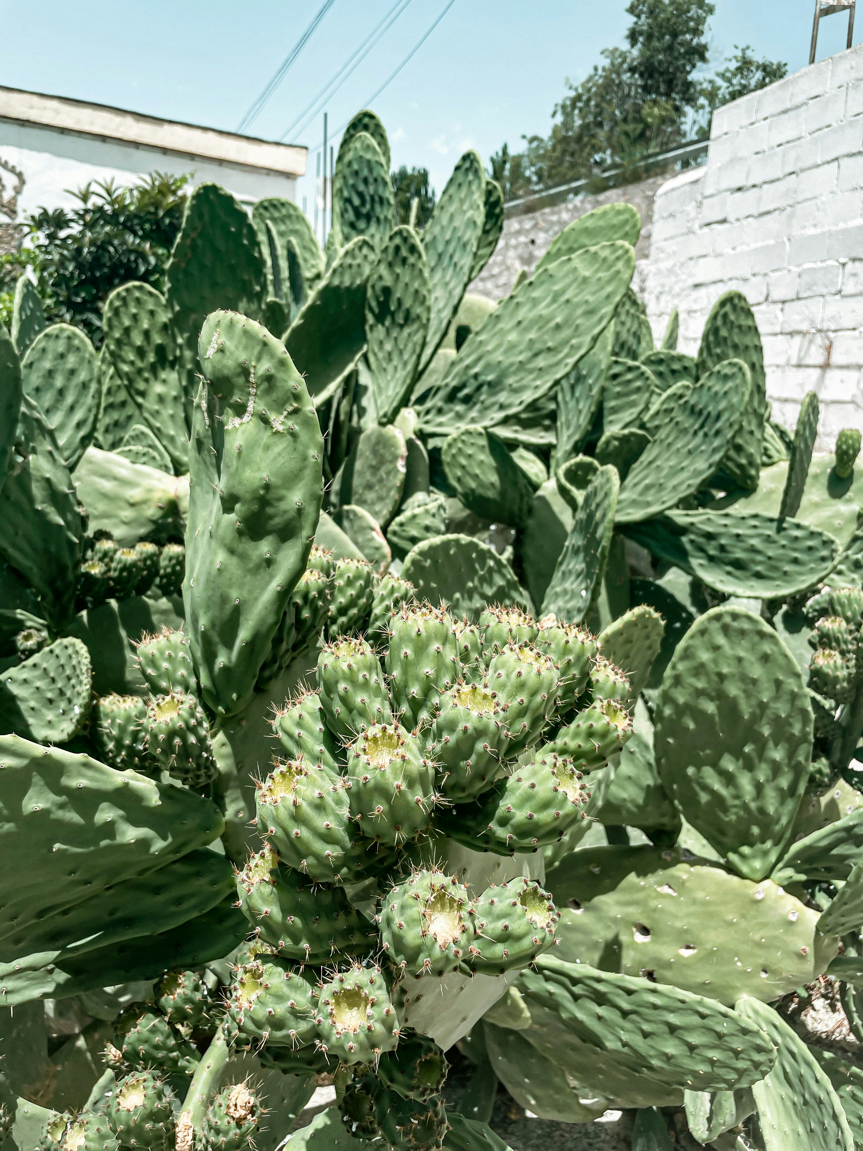 Opuntia fragilis