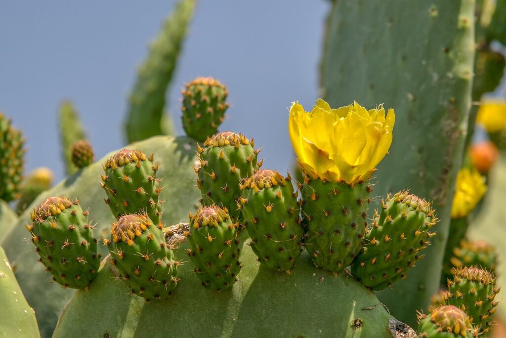 Opuntia humifusa