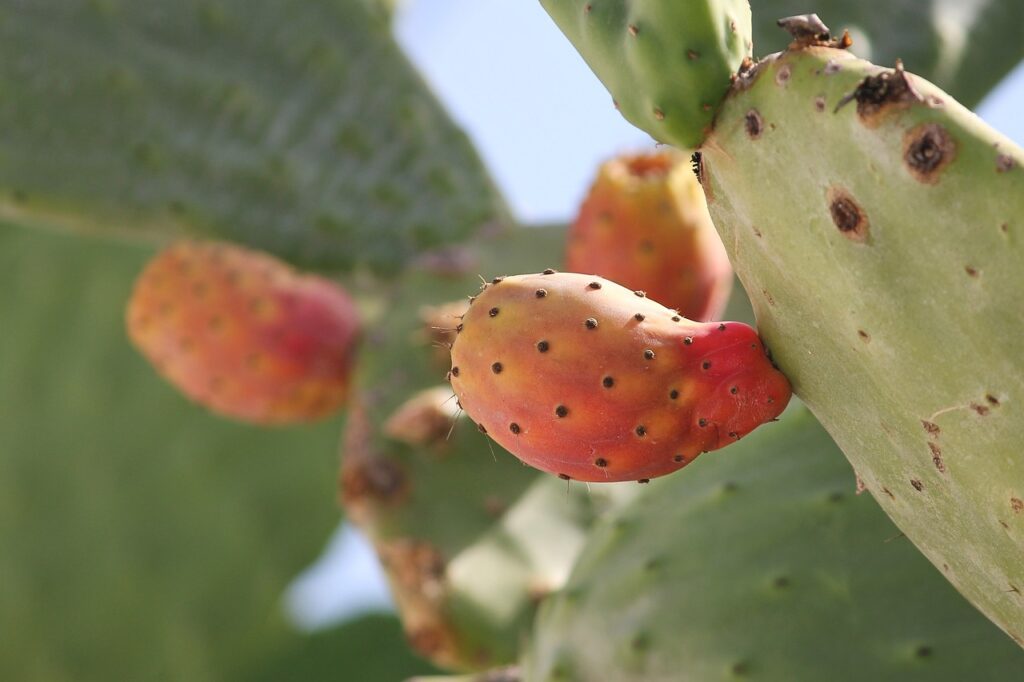 Opuntia macrorhiza