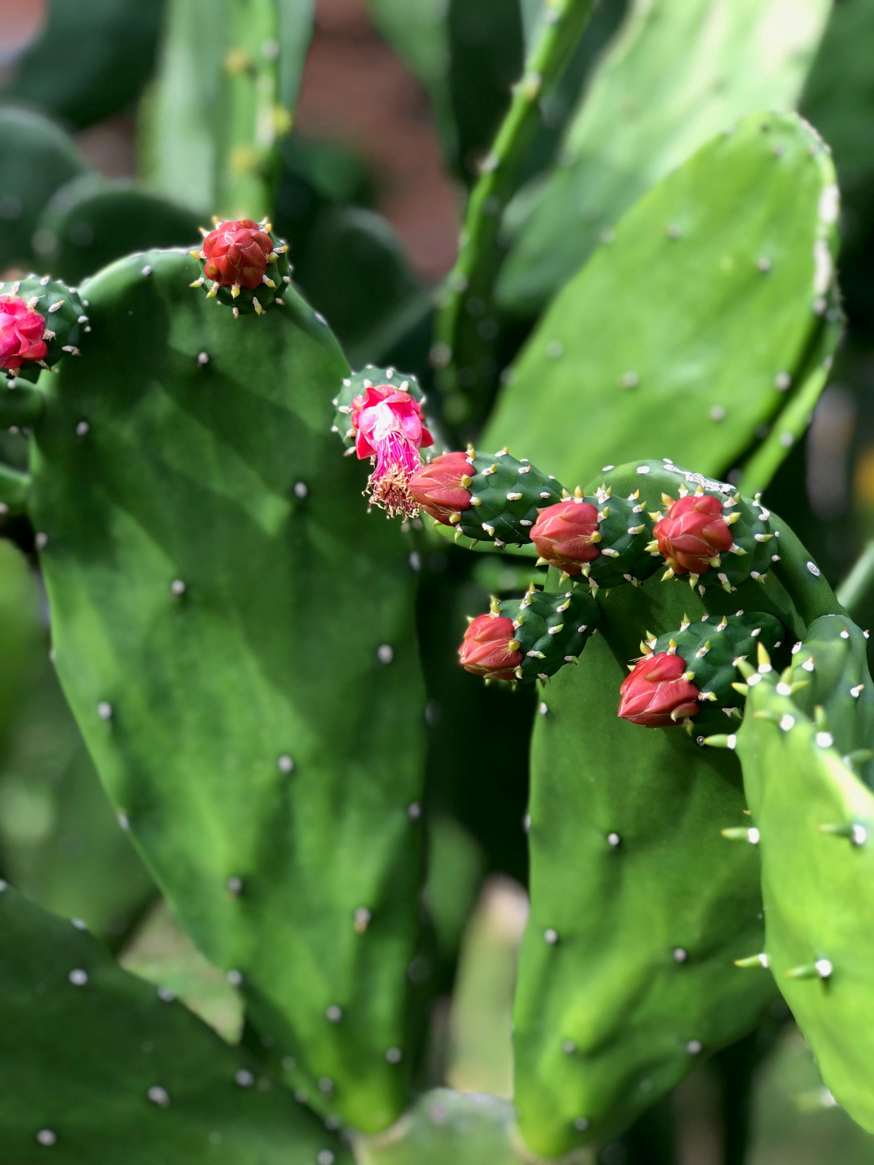 Opuntia polyacantha