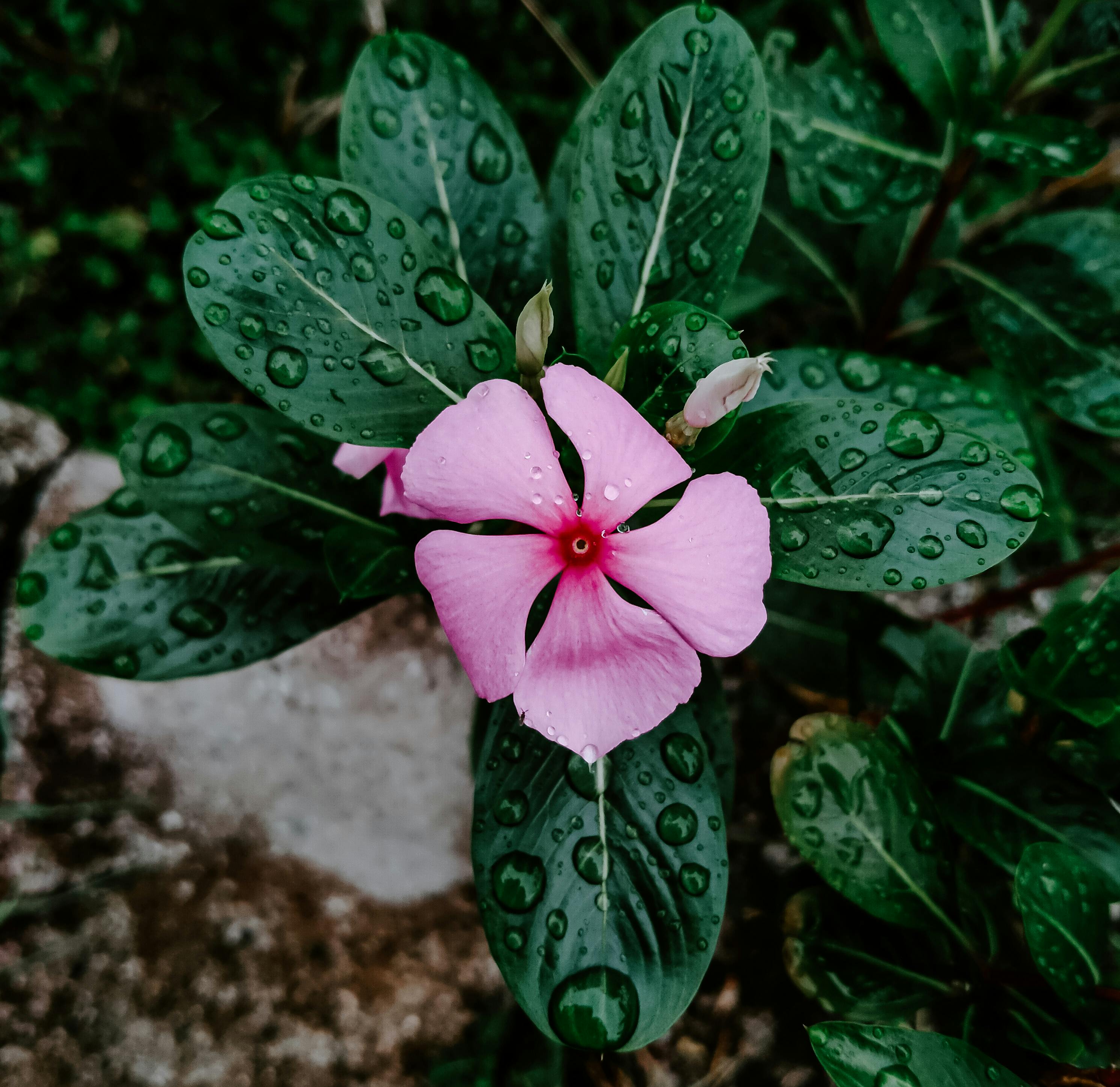 Periwinkle flower