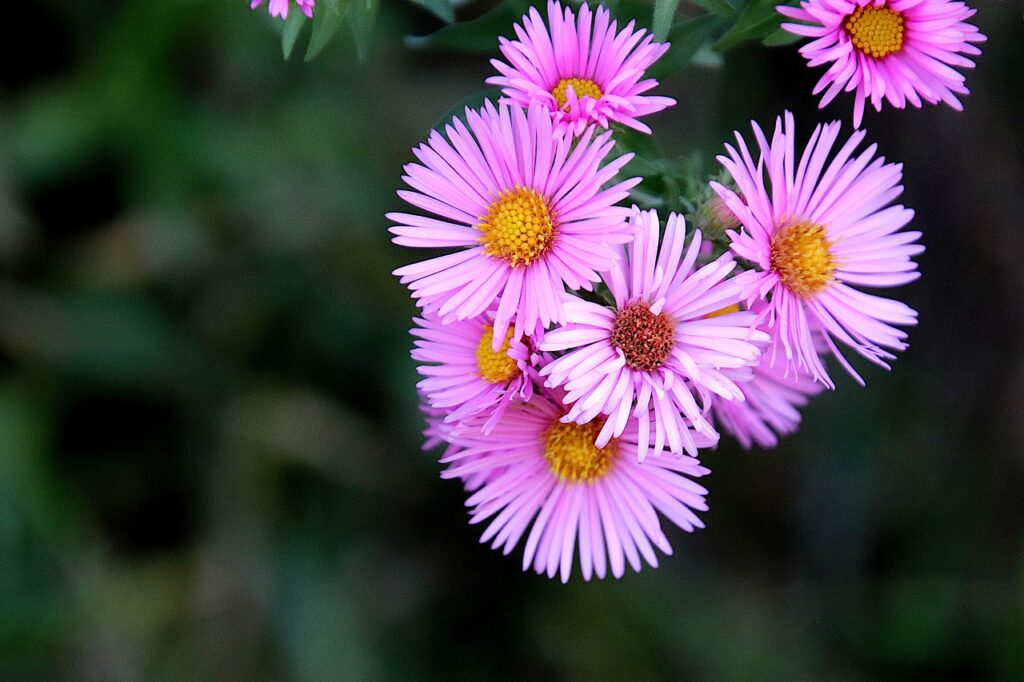 Pink Stokes' asters