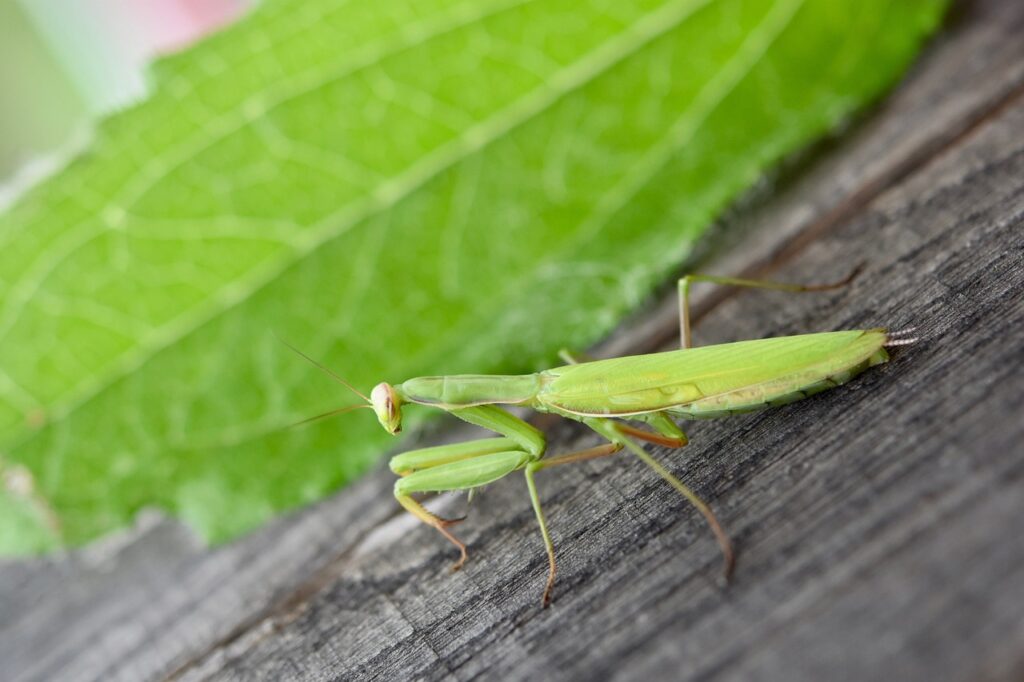 Praying mantises