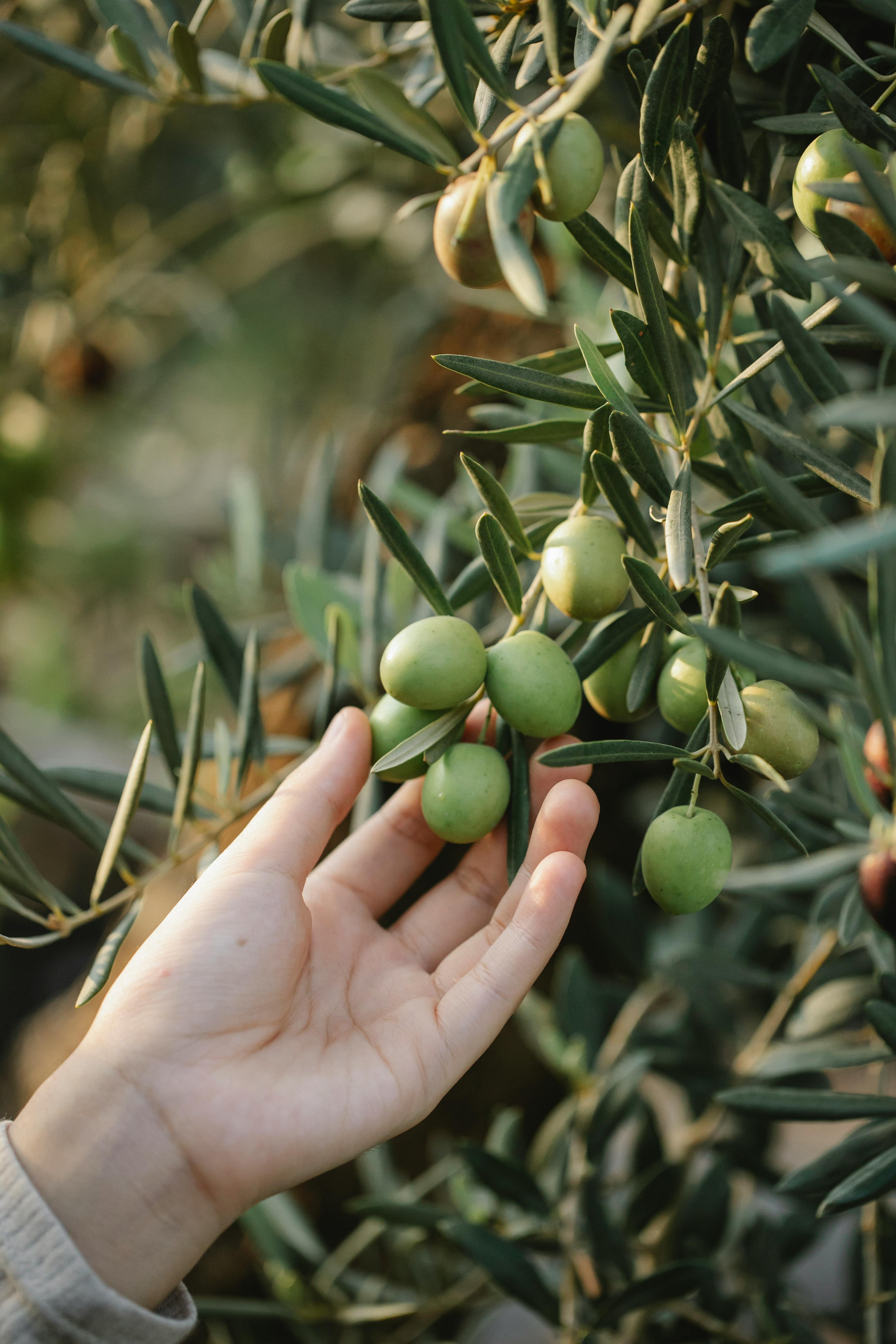 Russian Olive