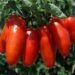 San Marzano tomatoes