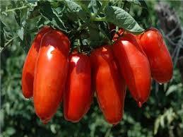 San Marzano tomatoes