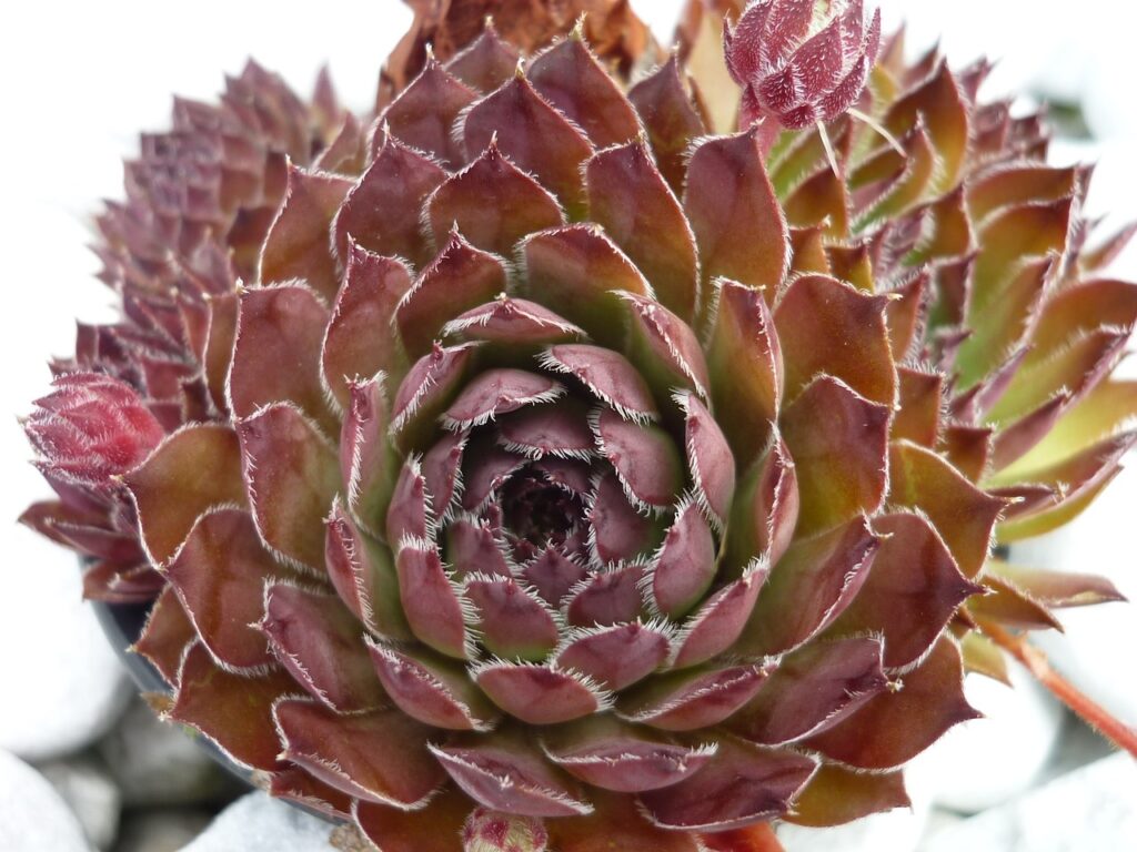 Sempervivum