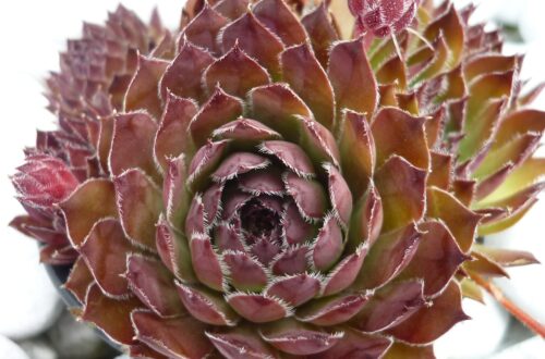 Sempervivum