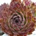 Sempervivum