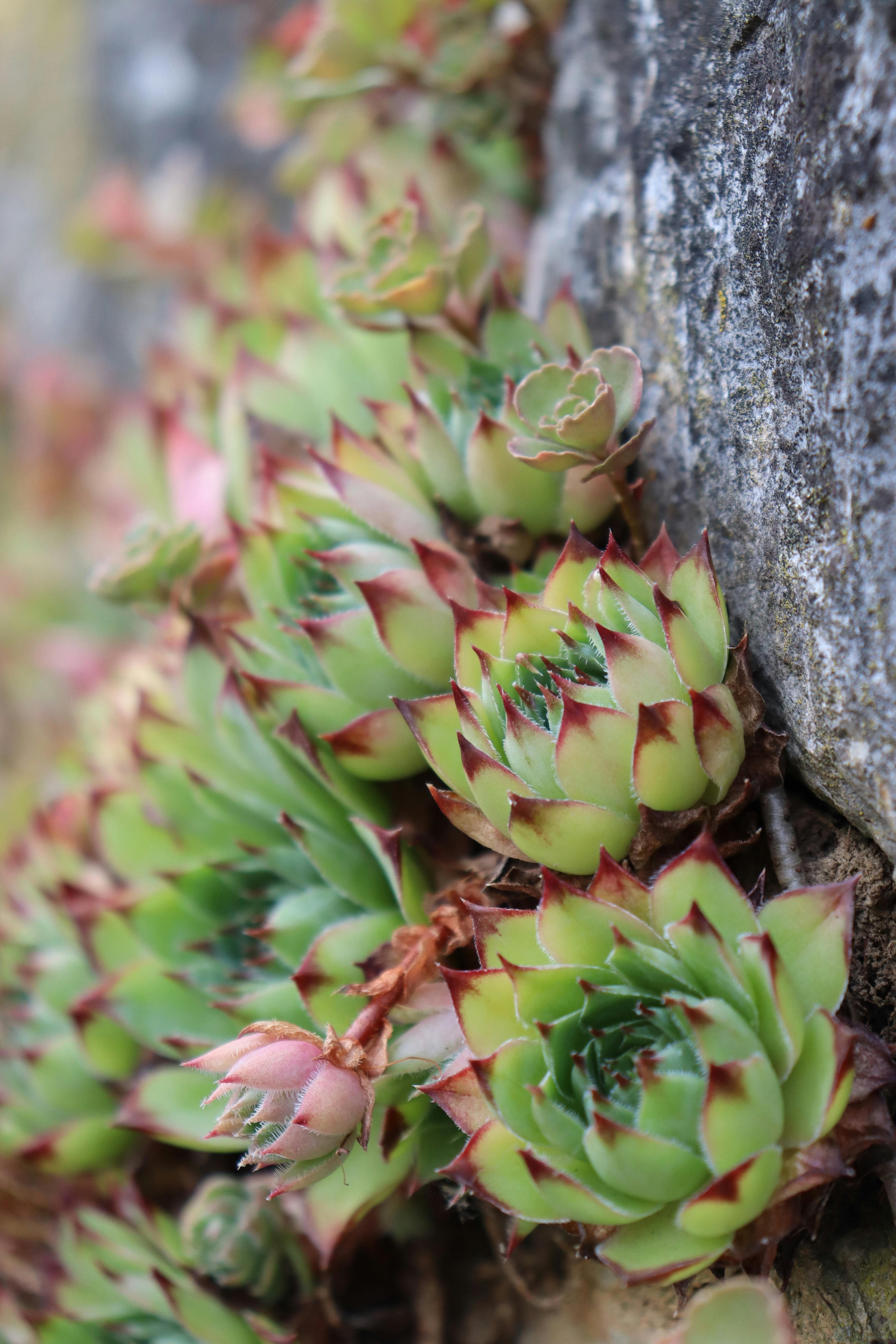 Sempervivum