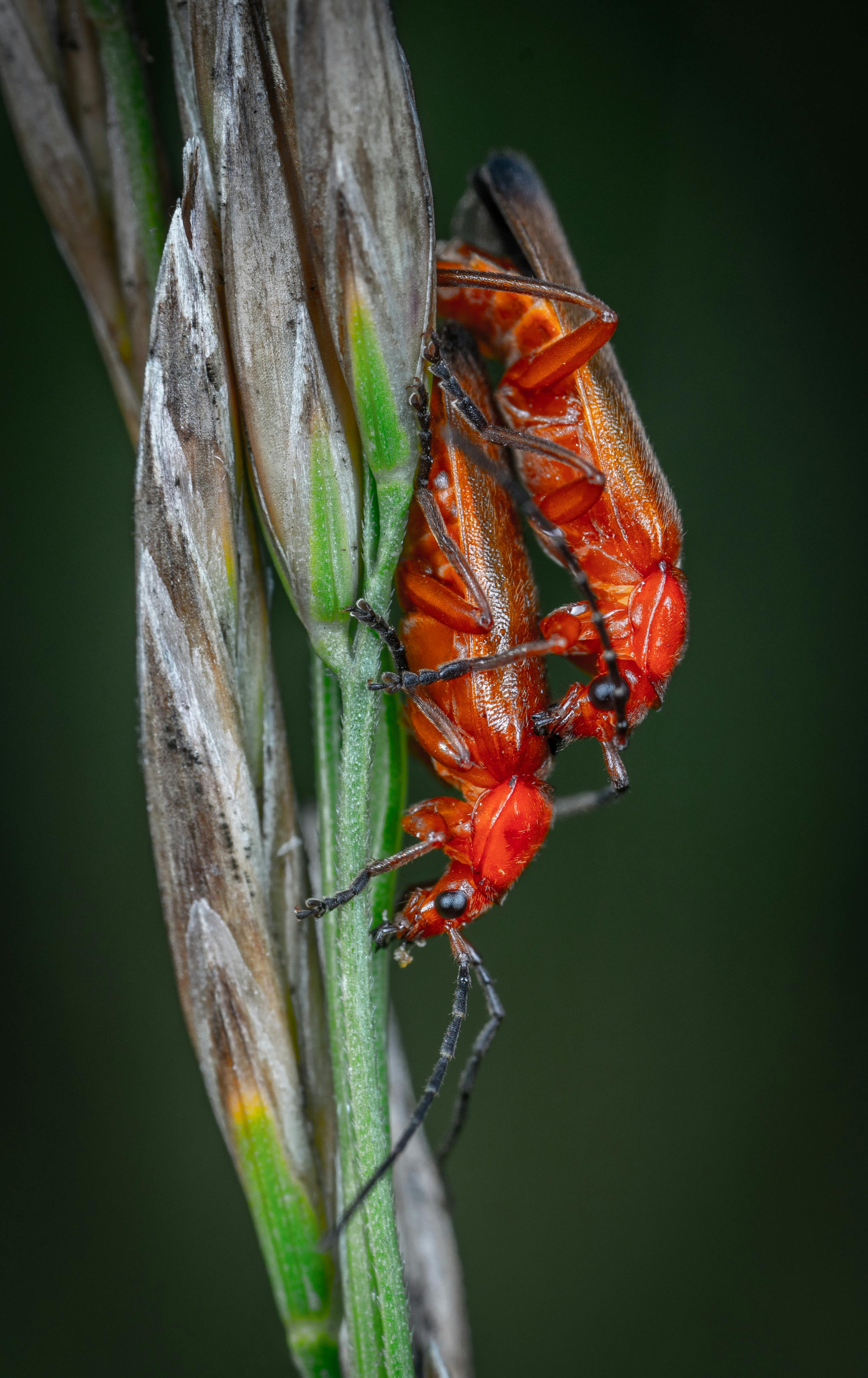 Soldier beetles