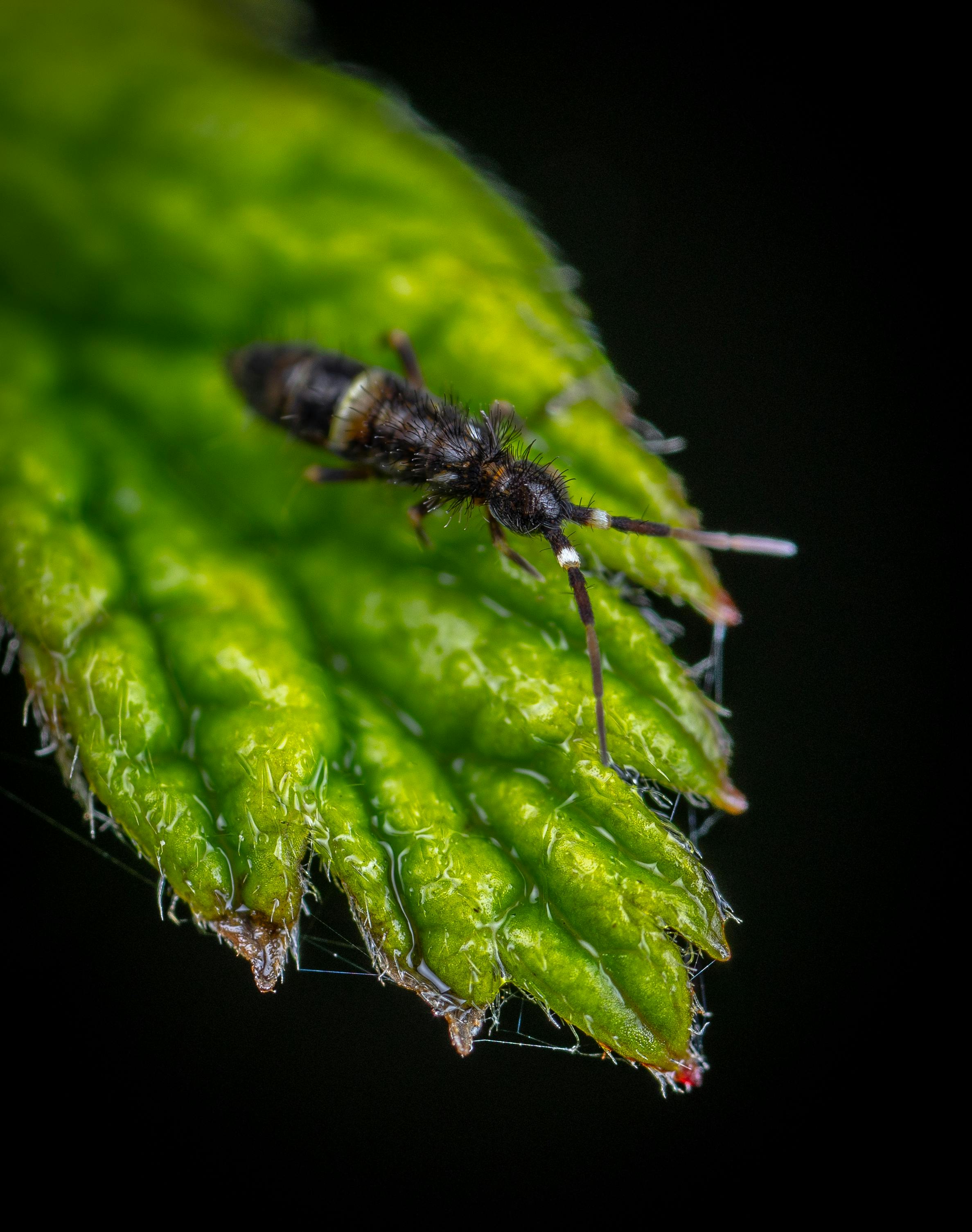 Springtails