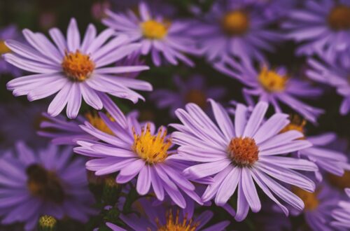 Stokes' asters