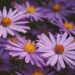 Stokes' asters