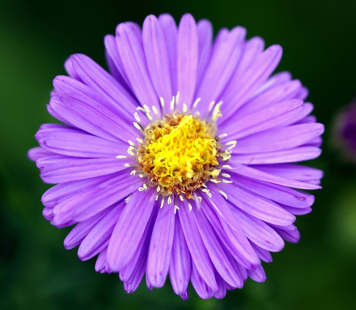 Stokes' asters 3