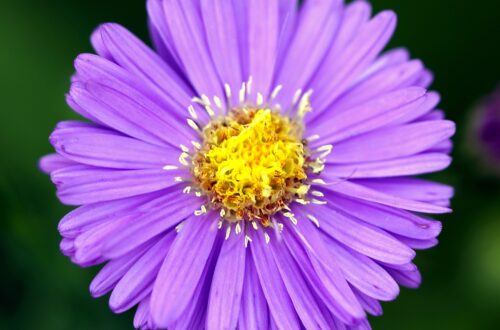 Stokes' asters 3