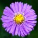 Stokes' asters 3