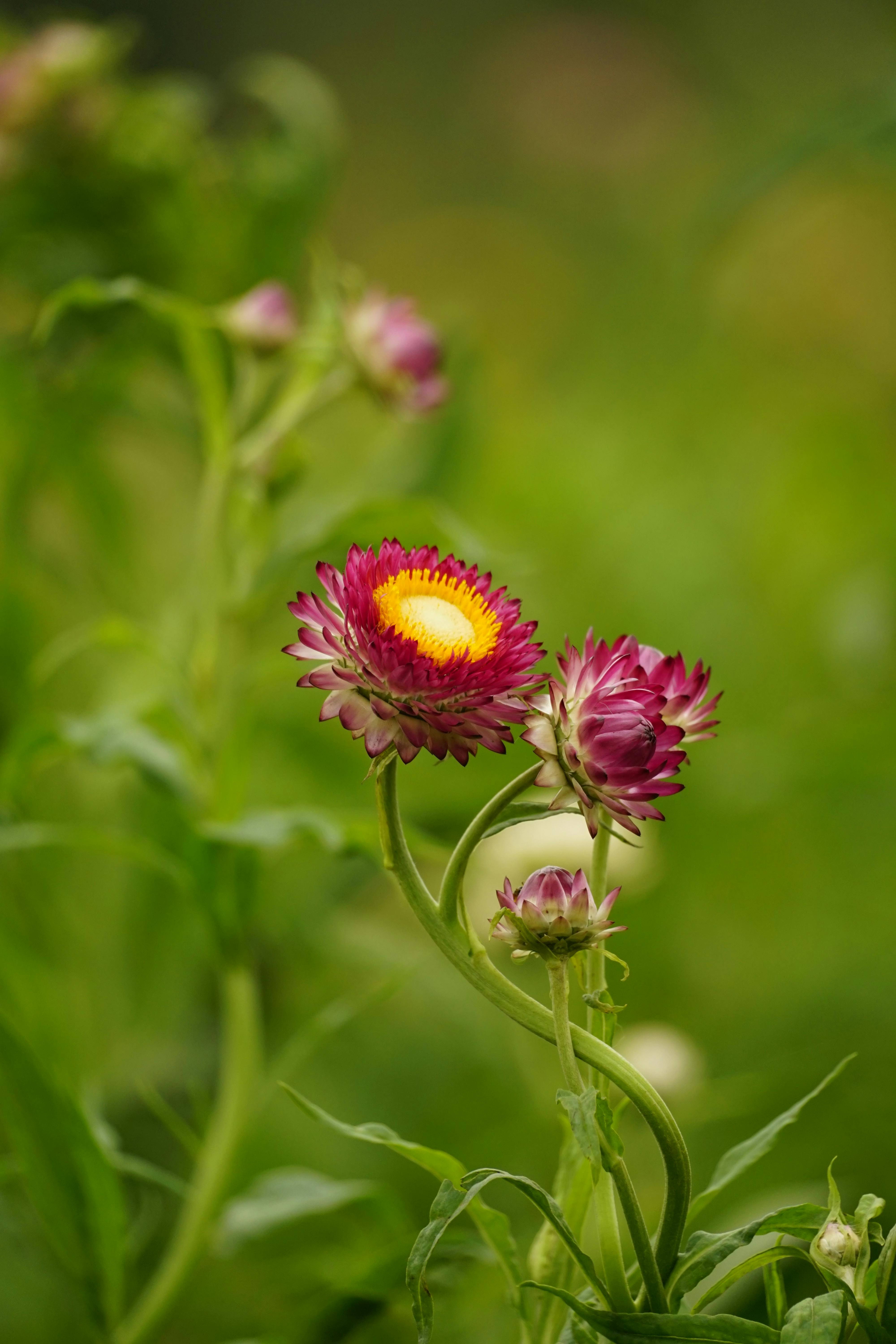 Strawflowers