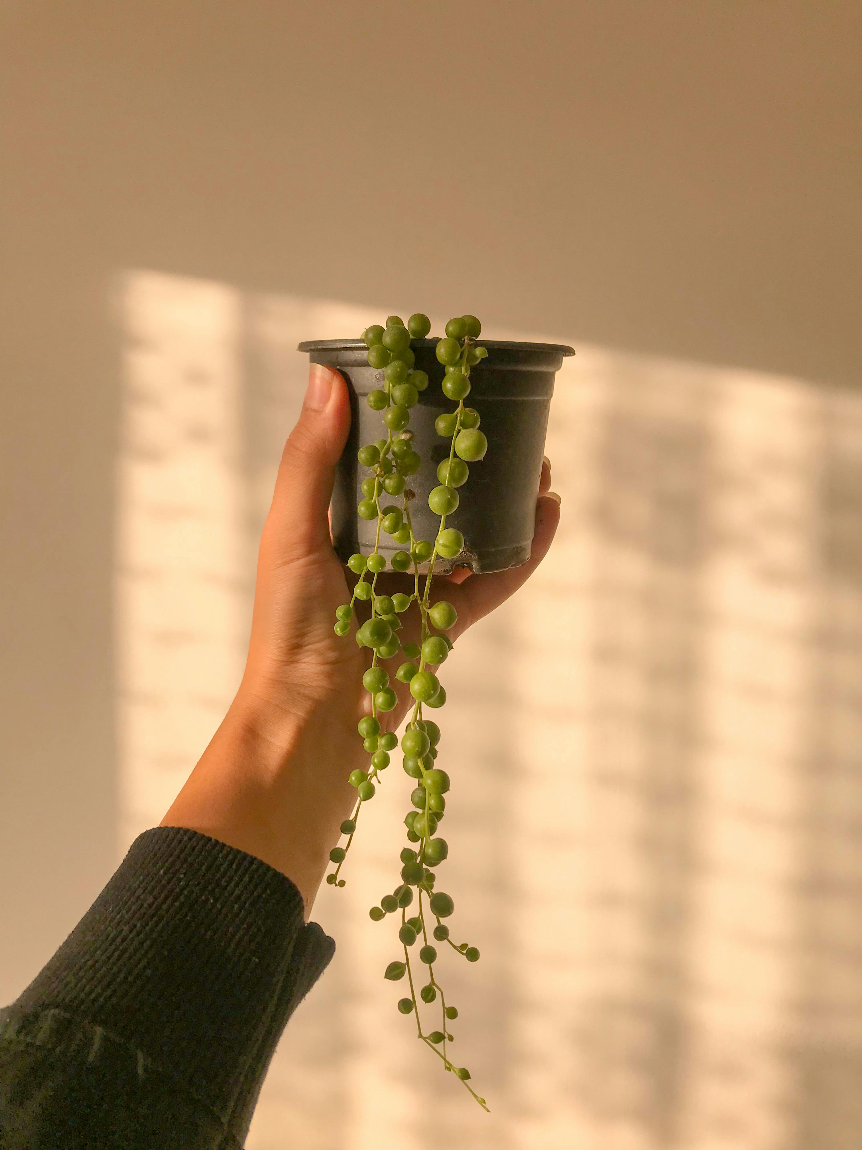 String of Pearls