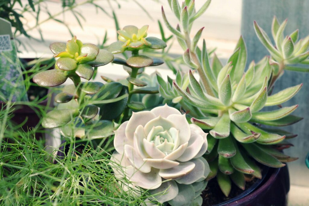 Succulent outside