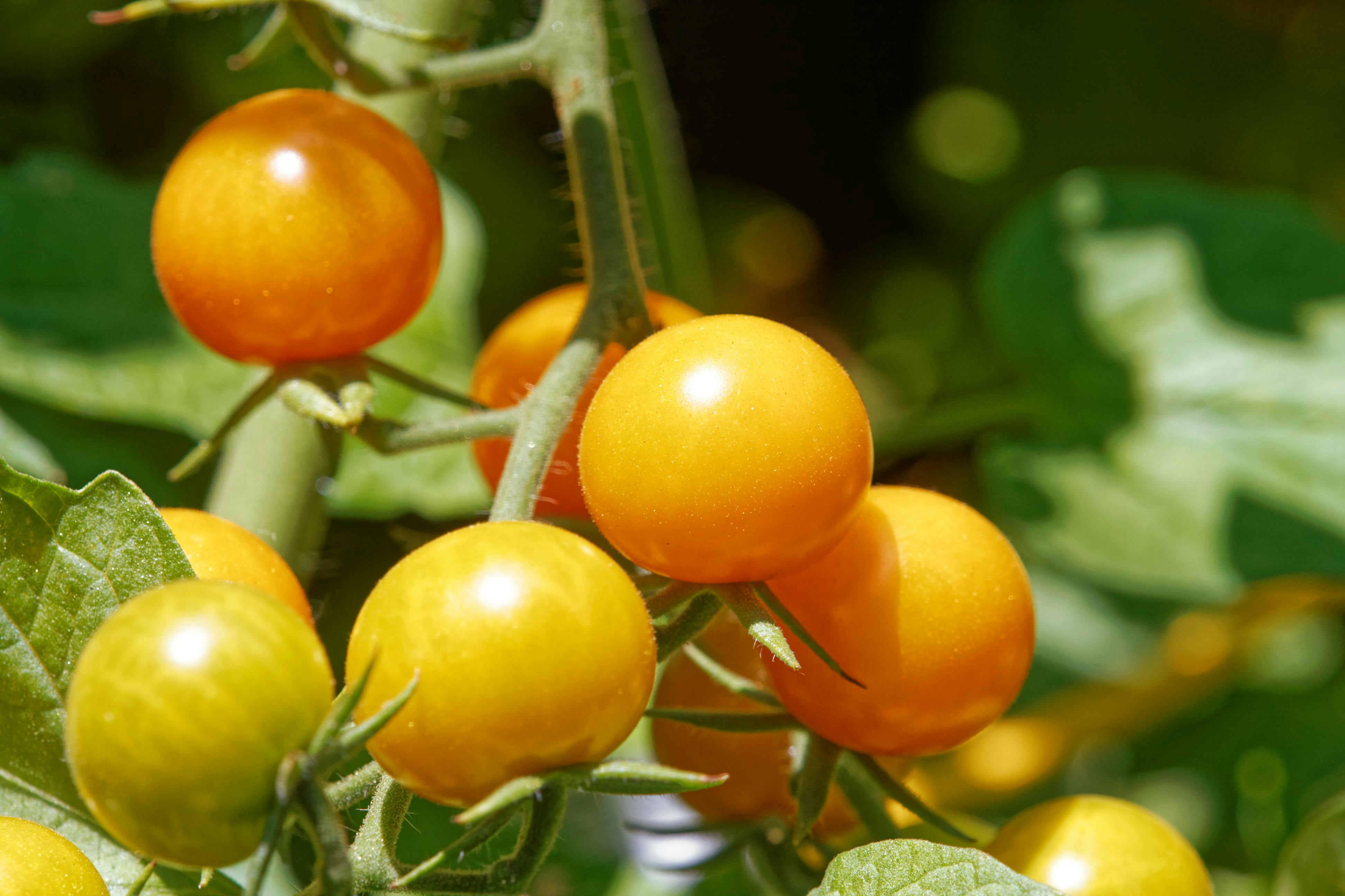 Sungold tomatoes