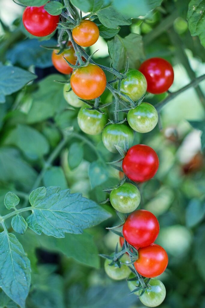 SuperSweet 100 Tomatoes 5