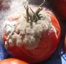 Tomato White Mold 2