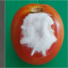 Tomato White Mold 4