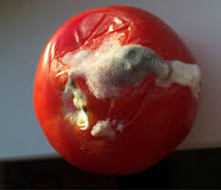 Tomato White Mold