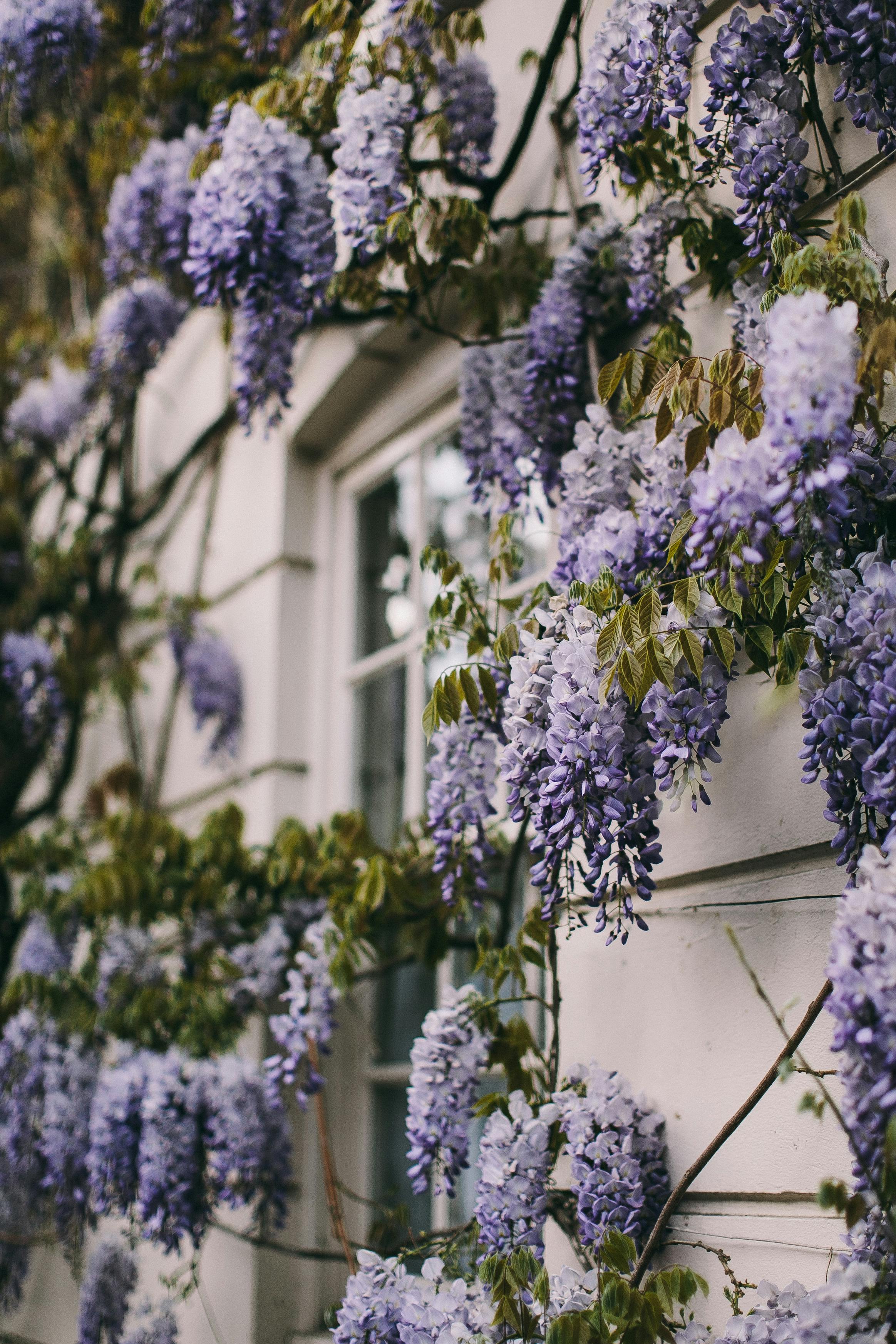 Wisteria