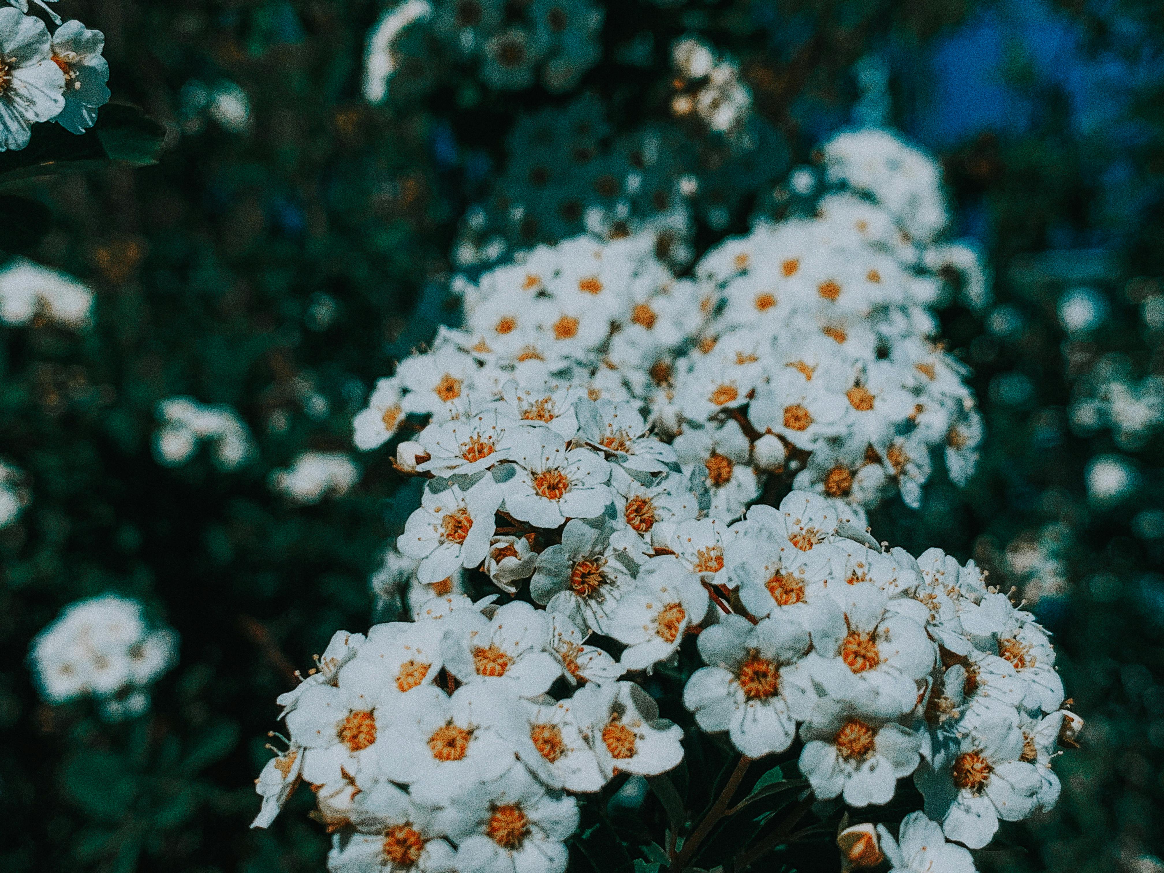 Yarrow