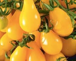 Yellow Pear tomatoes