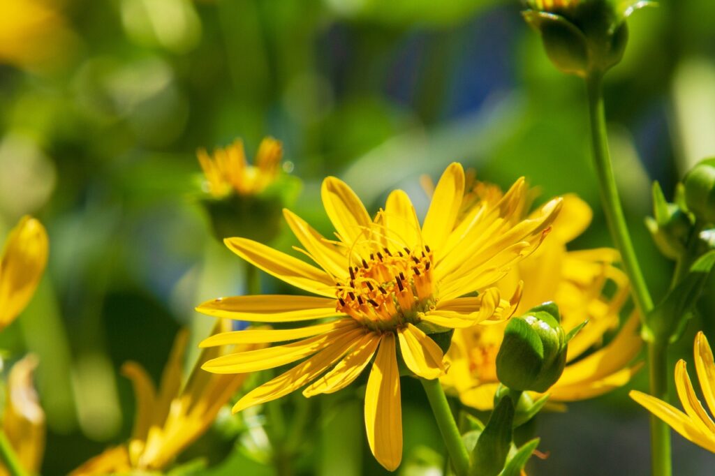 Yellow Stokes' asters