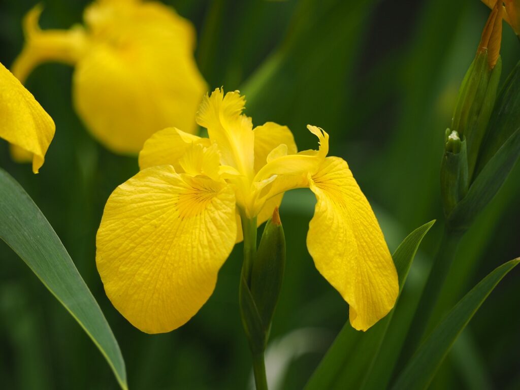 Yellow flag iris