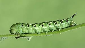 a man holding a hornworm