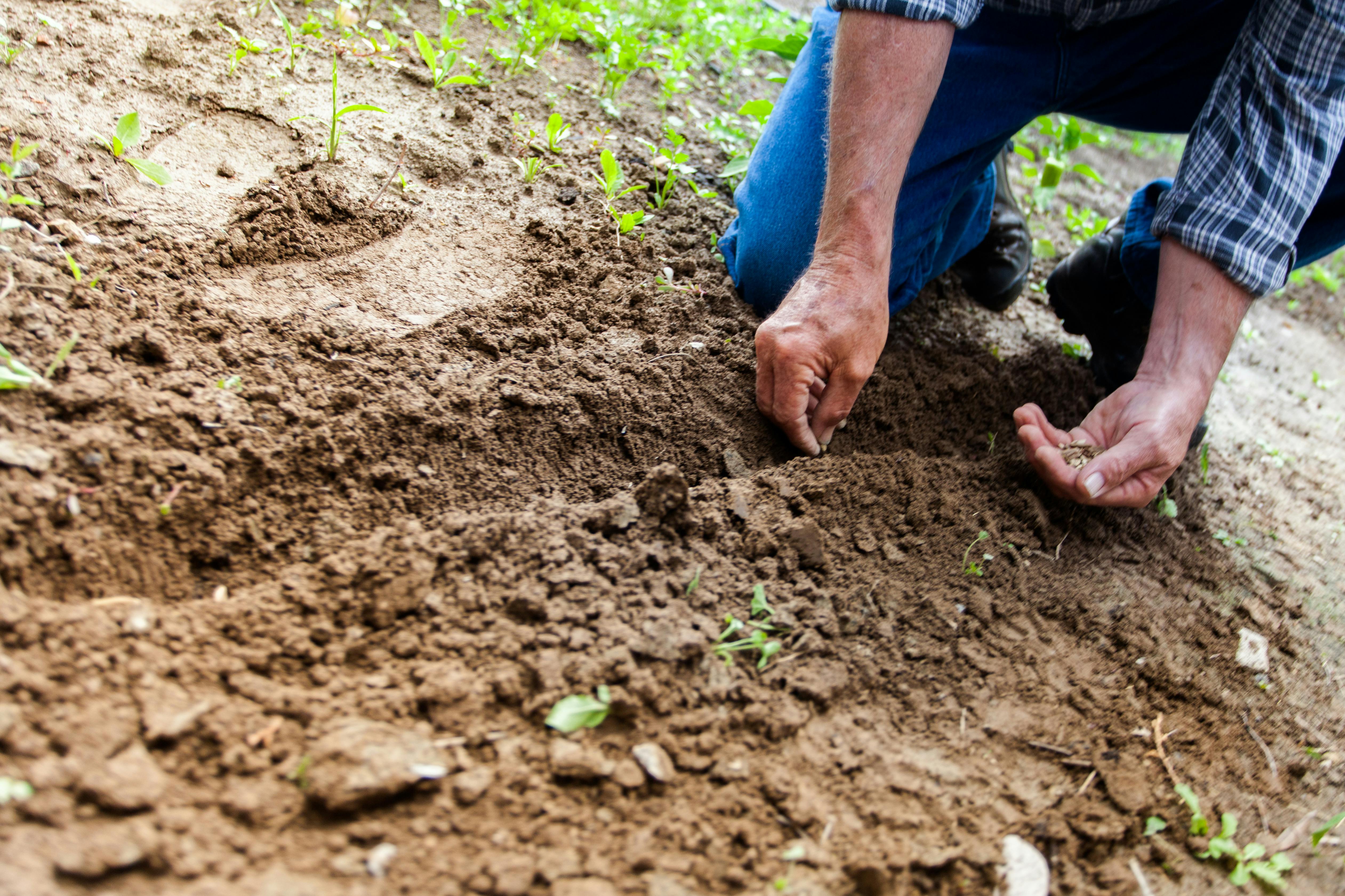 a man planting tomato seeds