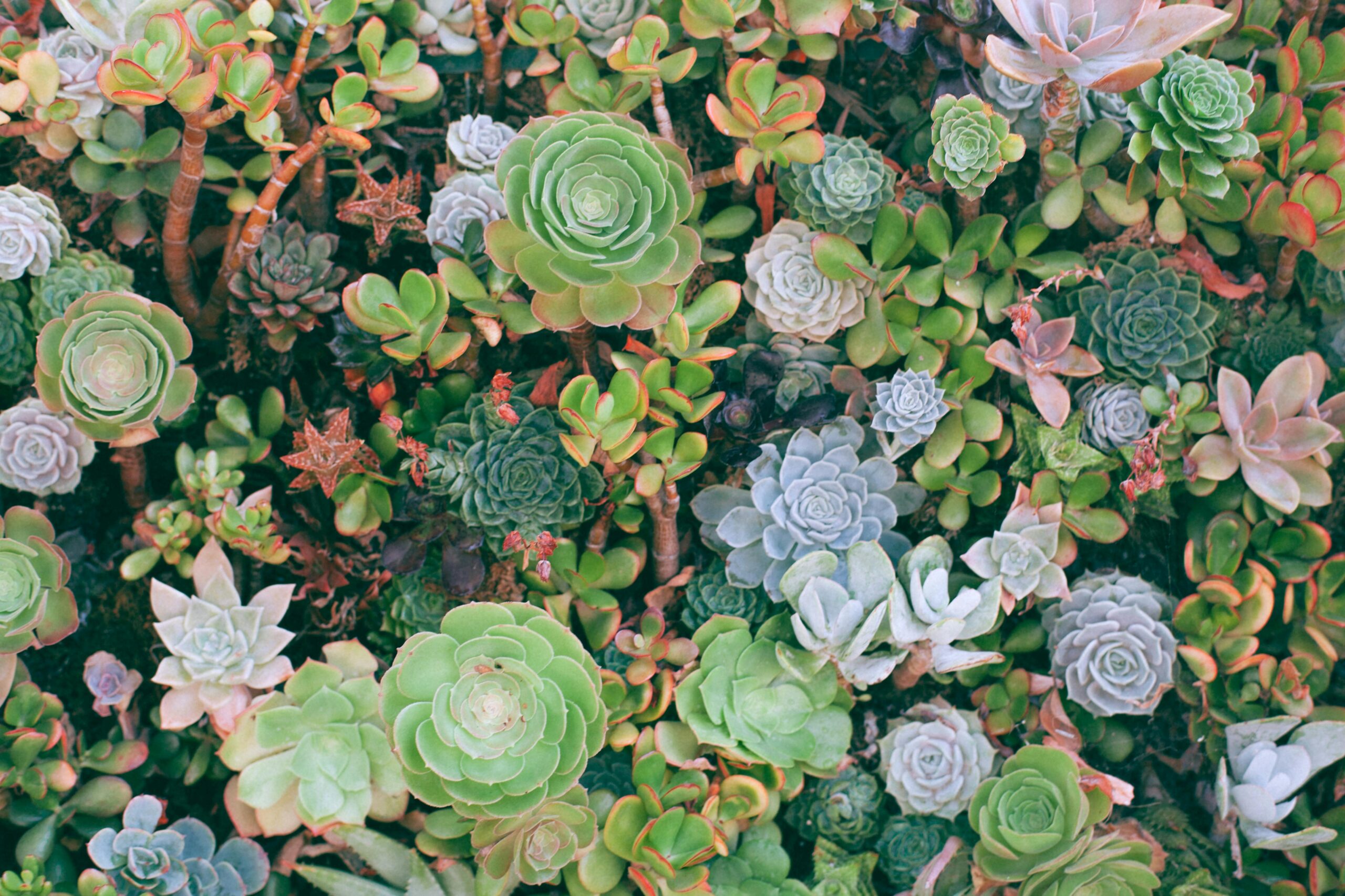 a succulent plant