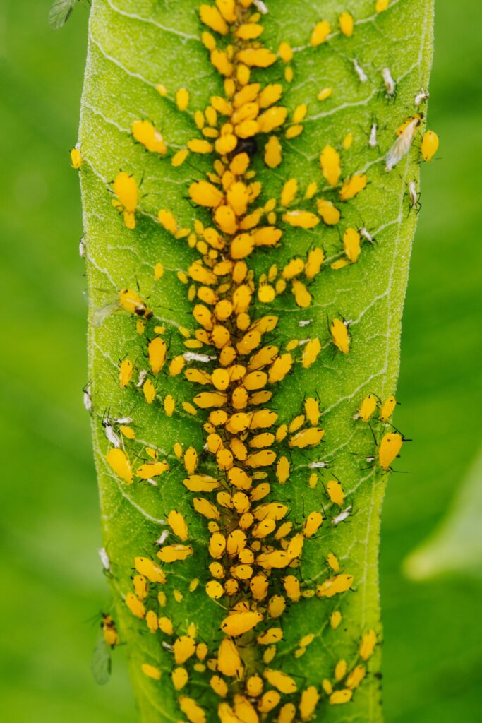 aphids on a leaf