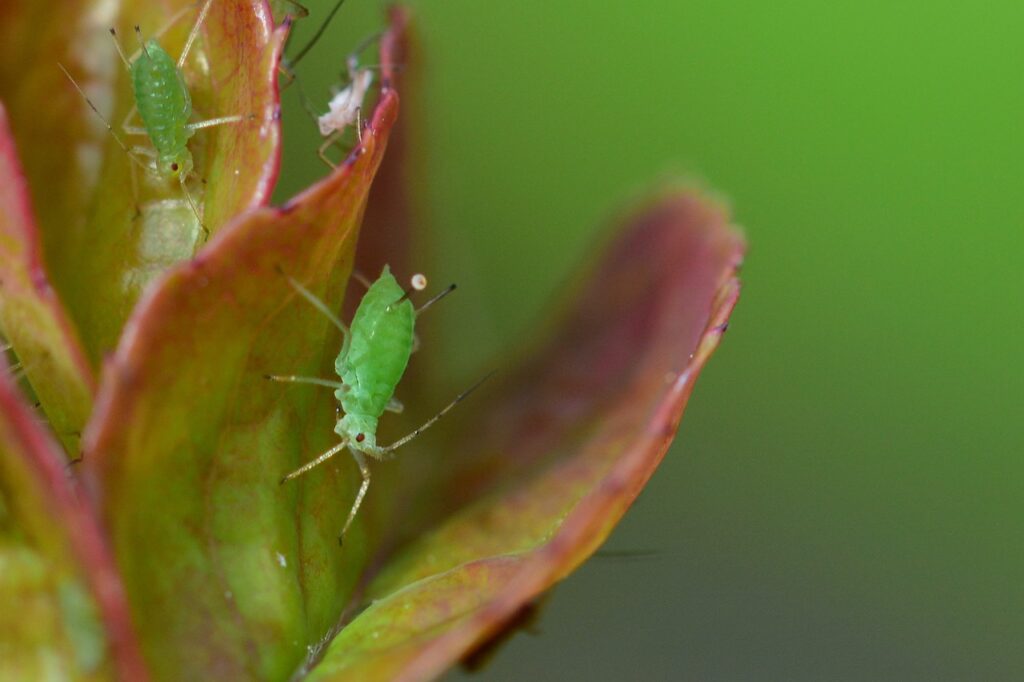 aphids on succculent