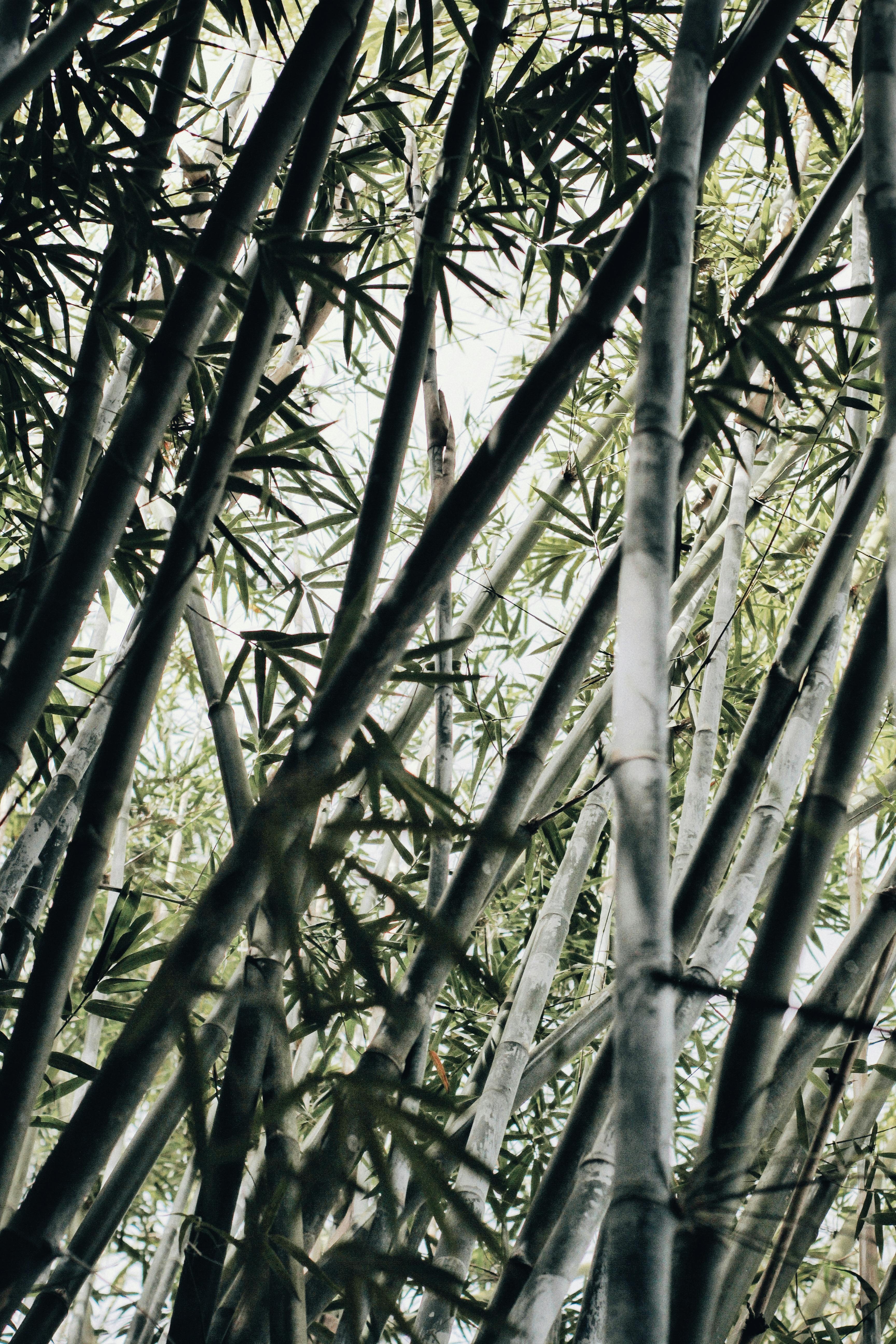 bamboo