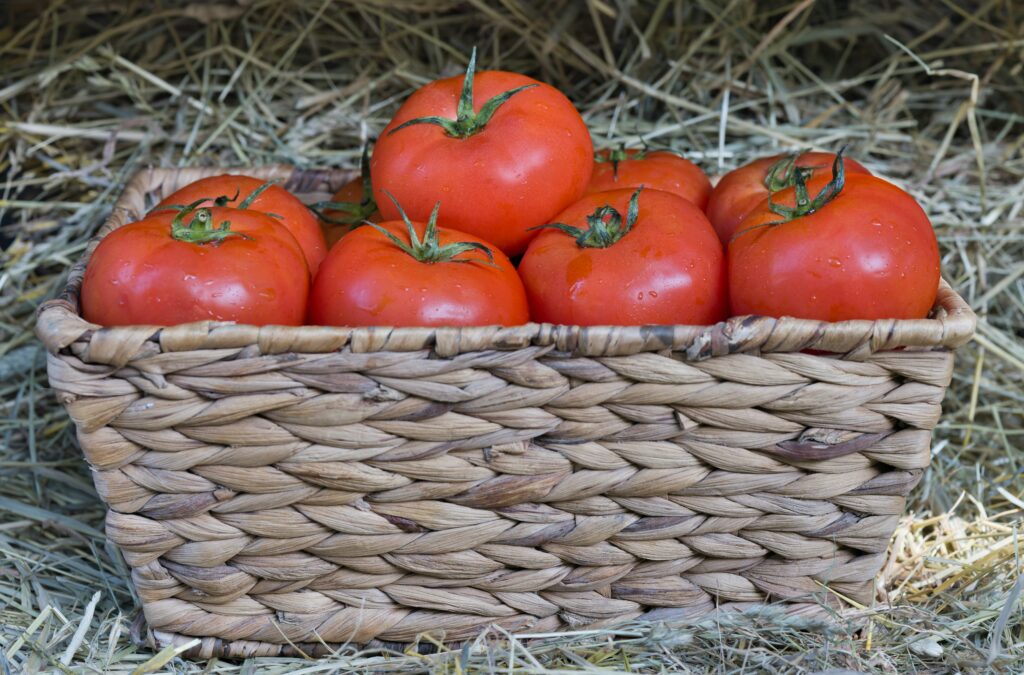 basket of tomatoes