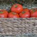 basket of tomatoes