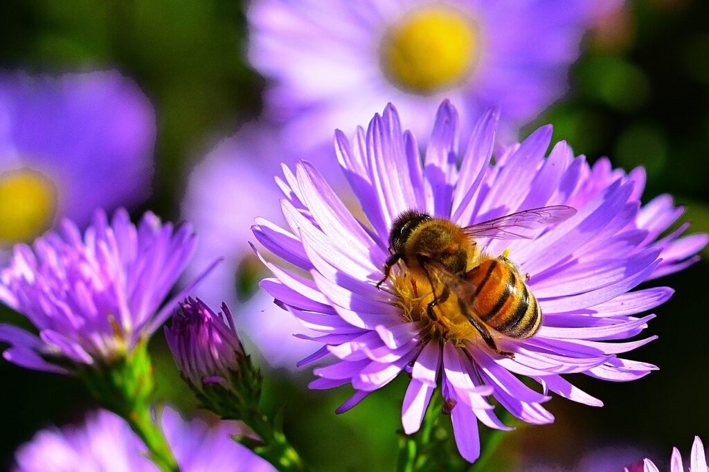 bee resting on asters