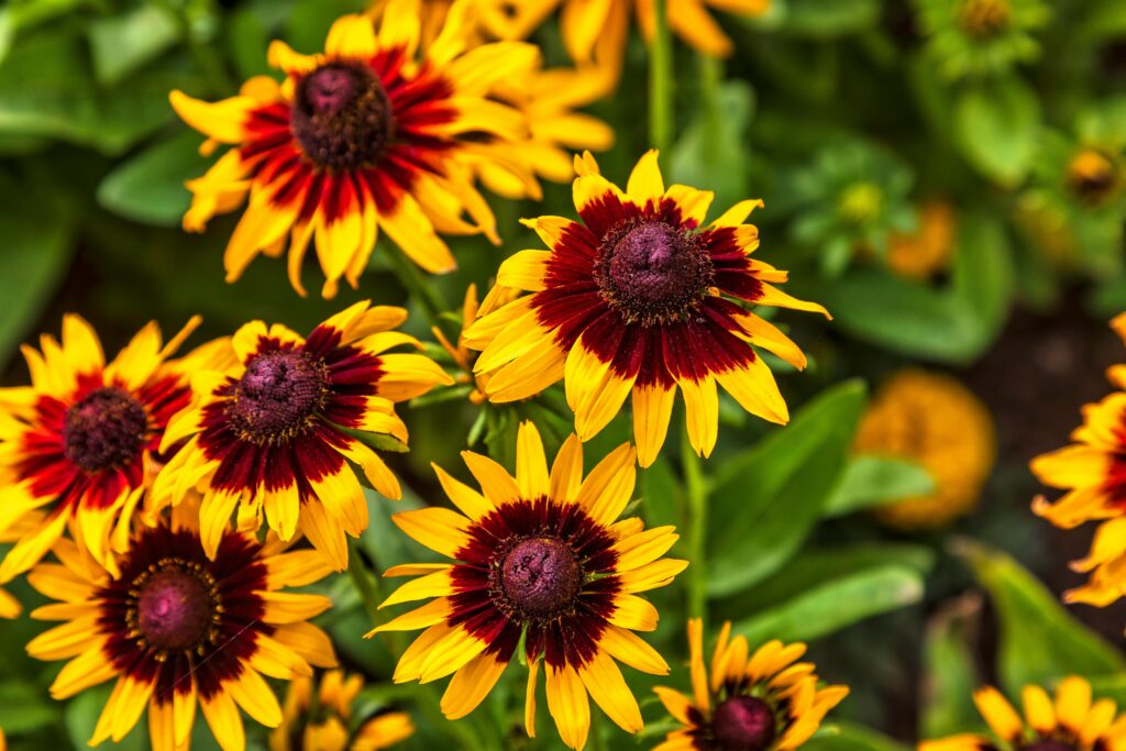 black-eyed Susans