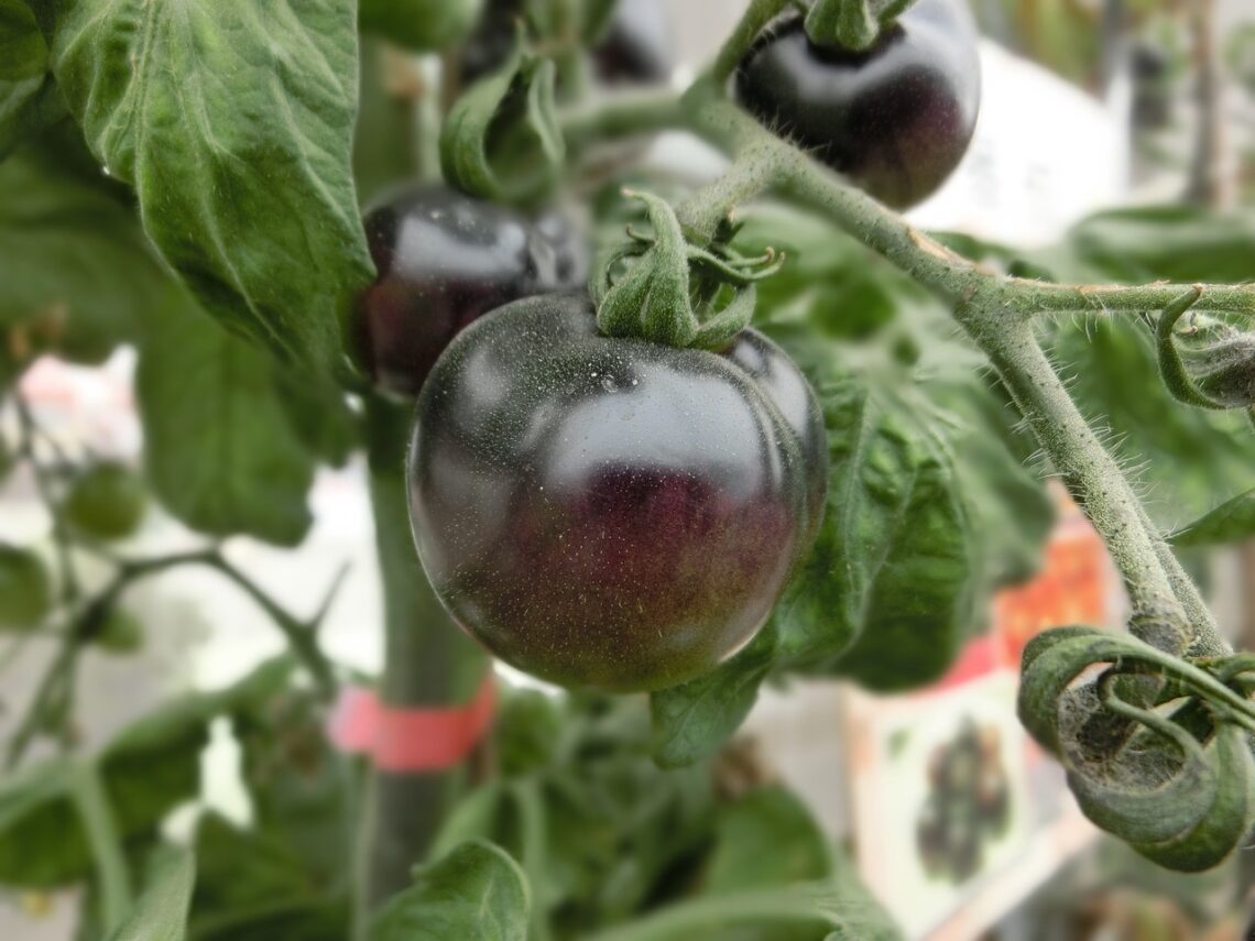 black cherry tomato