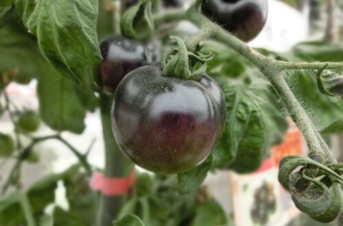 black cherry tomato